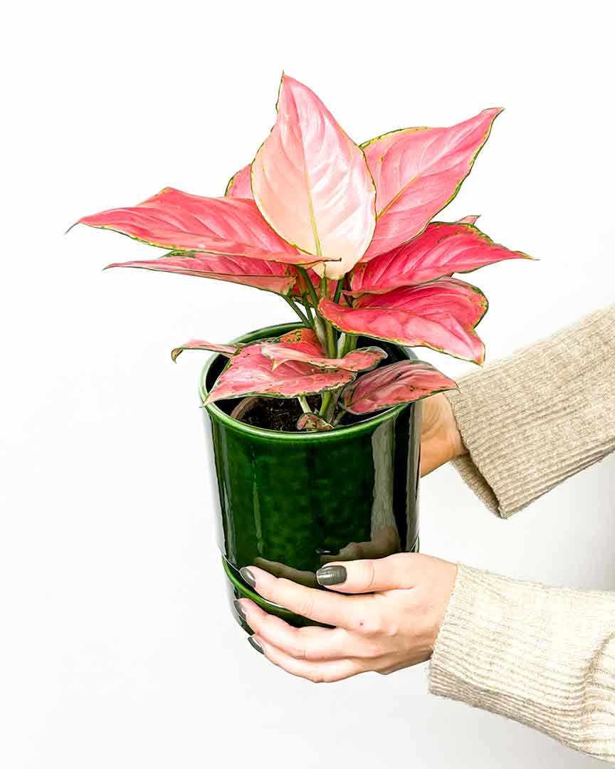 Aglaonema ‘Pink star’ (M) - Giungla Piante