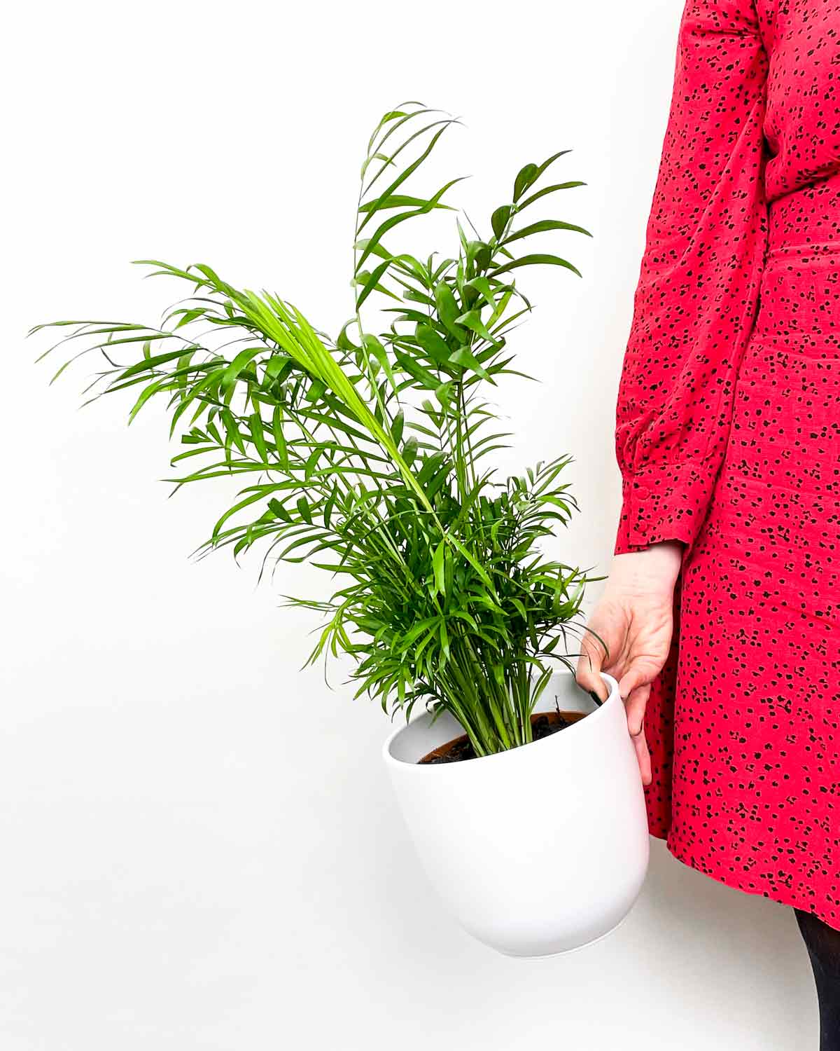 Acquista la Palma da salotto Chamaedorea elegans 17cm su