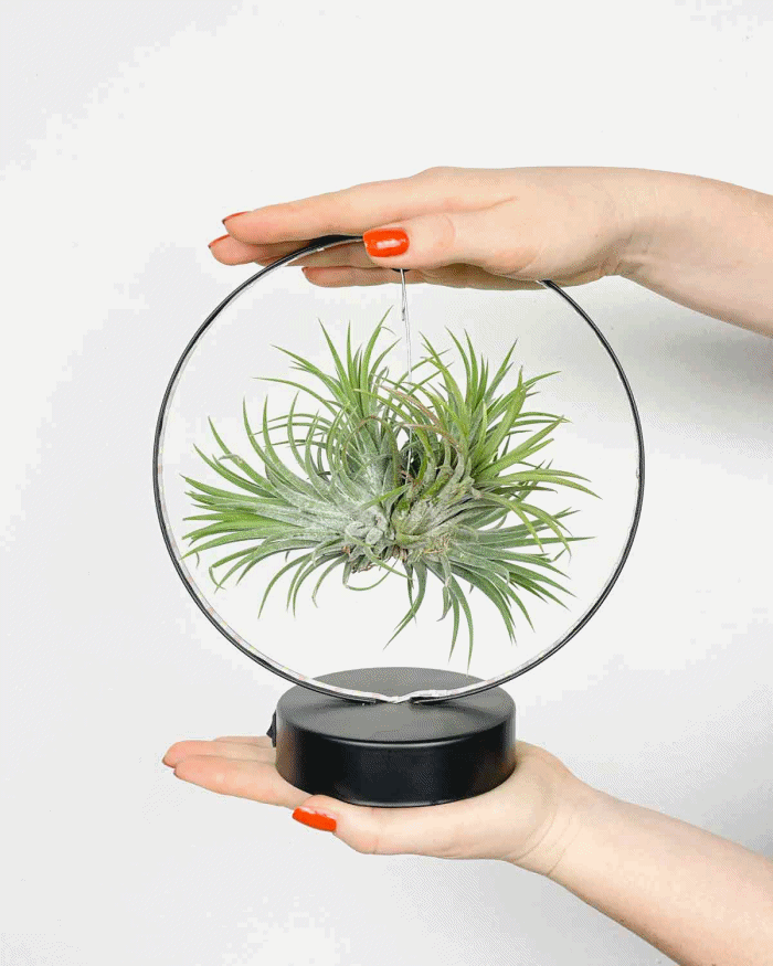 Pianta Di Aria, Ionantha Di Tillandsia, Succulente Della Pianta Da Appartamento Nessun Vaso E Spruzzatore Dell Acqua 135721314