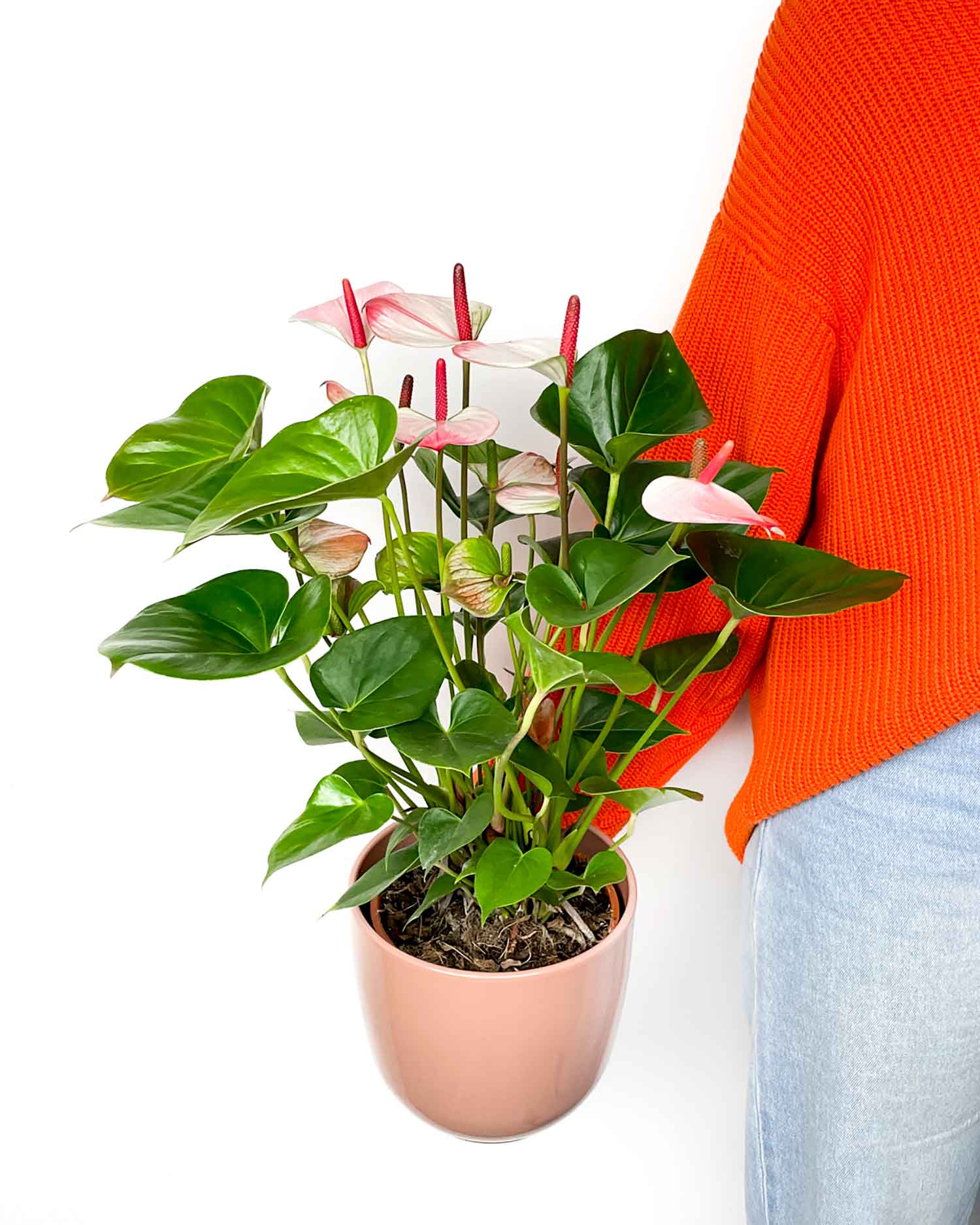 composizioni con anthurium e lisianthus