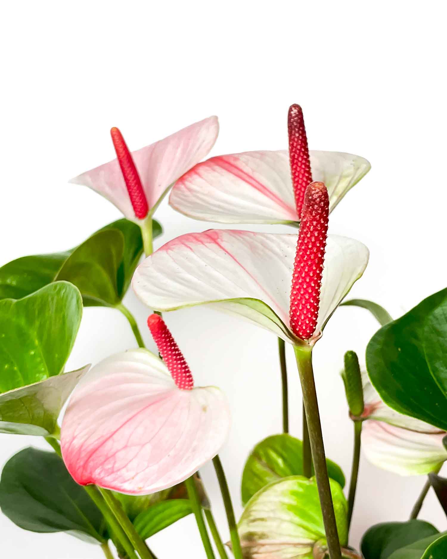 Set 6 Fiori Artificiali di Anthurium Altezza 70 cm Rosso