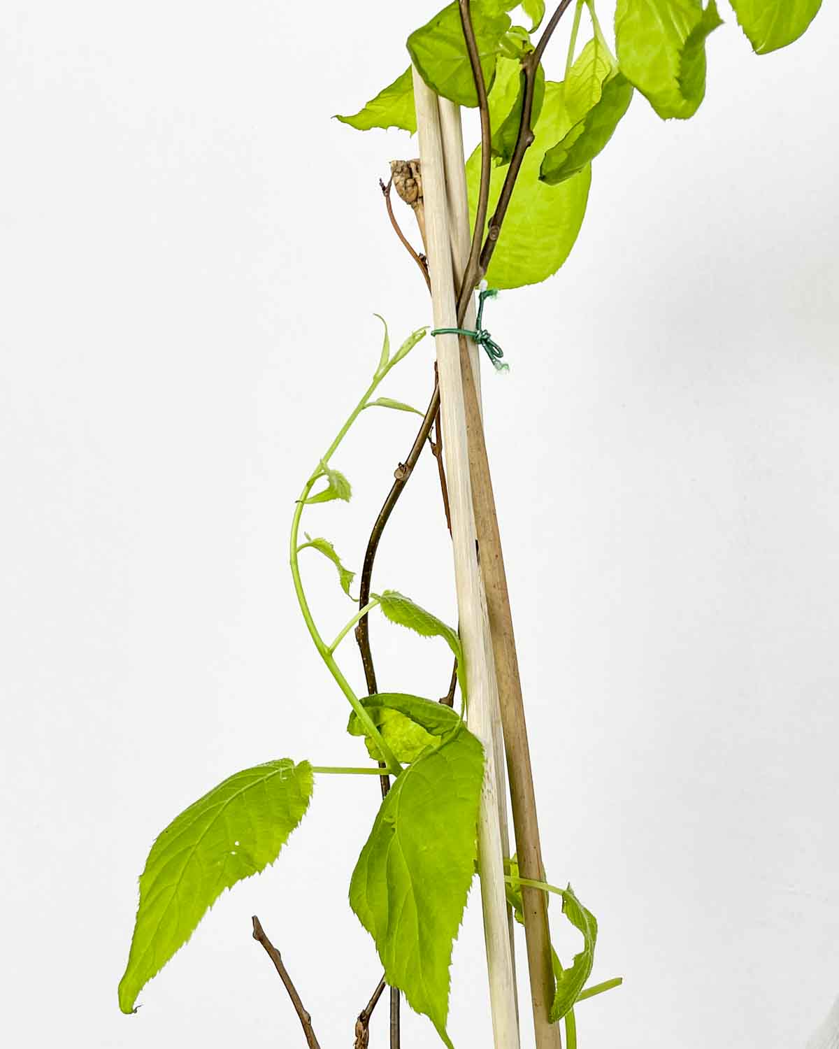 Vendita Piccoli Frutti Online, La Scelta Migliore Per Acquistare Piante Di Kiwi KIWI KOLOMIKTA 'Sentyabraskaya - Foto 4