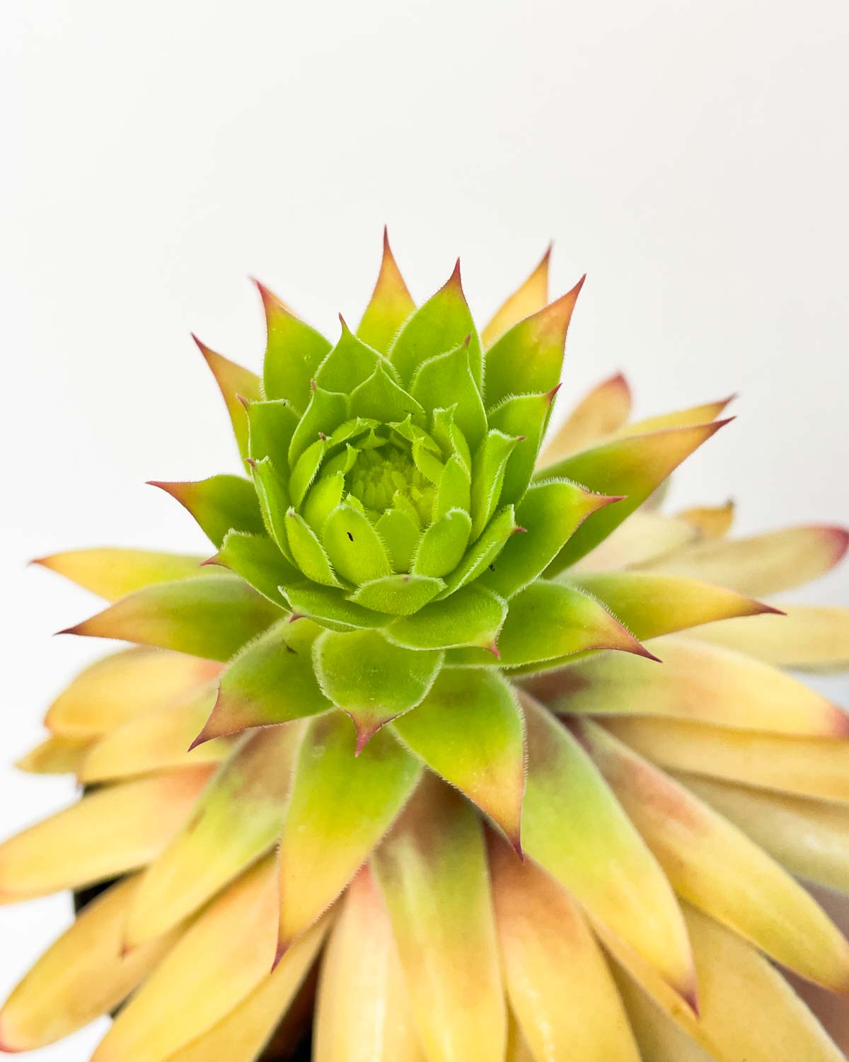 semprevivo-sempervivum-s-giungla-piante