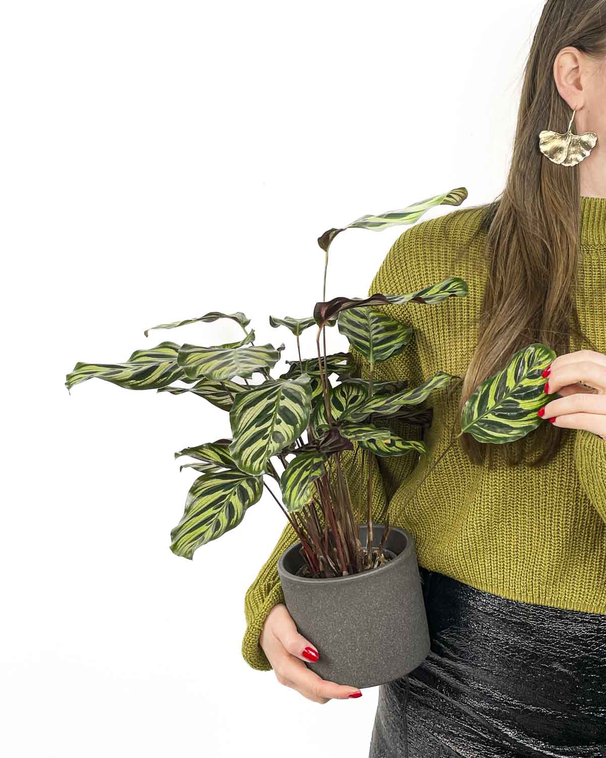 Pacchetto Terrario Makoyana - 3 Piante Per Terrario