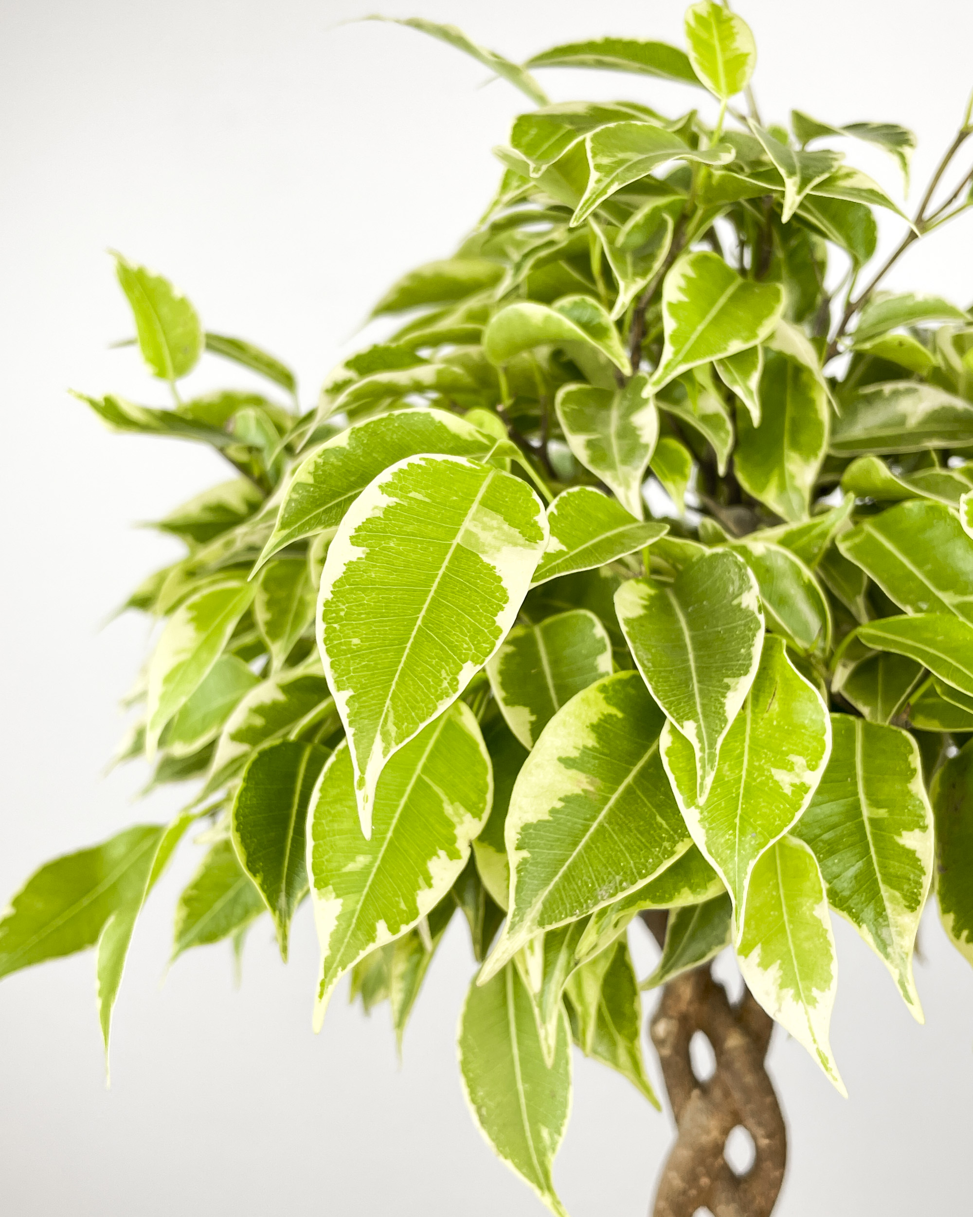 Ficus benjamina 'Bushy King' (M) - Giungla Piante
